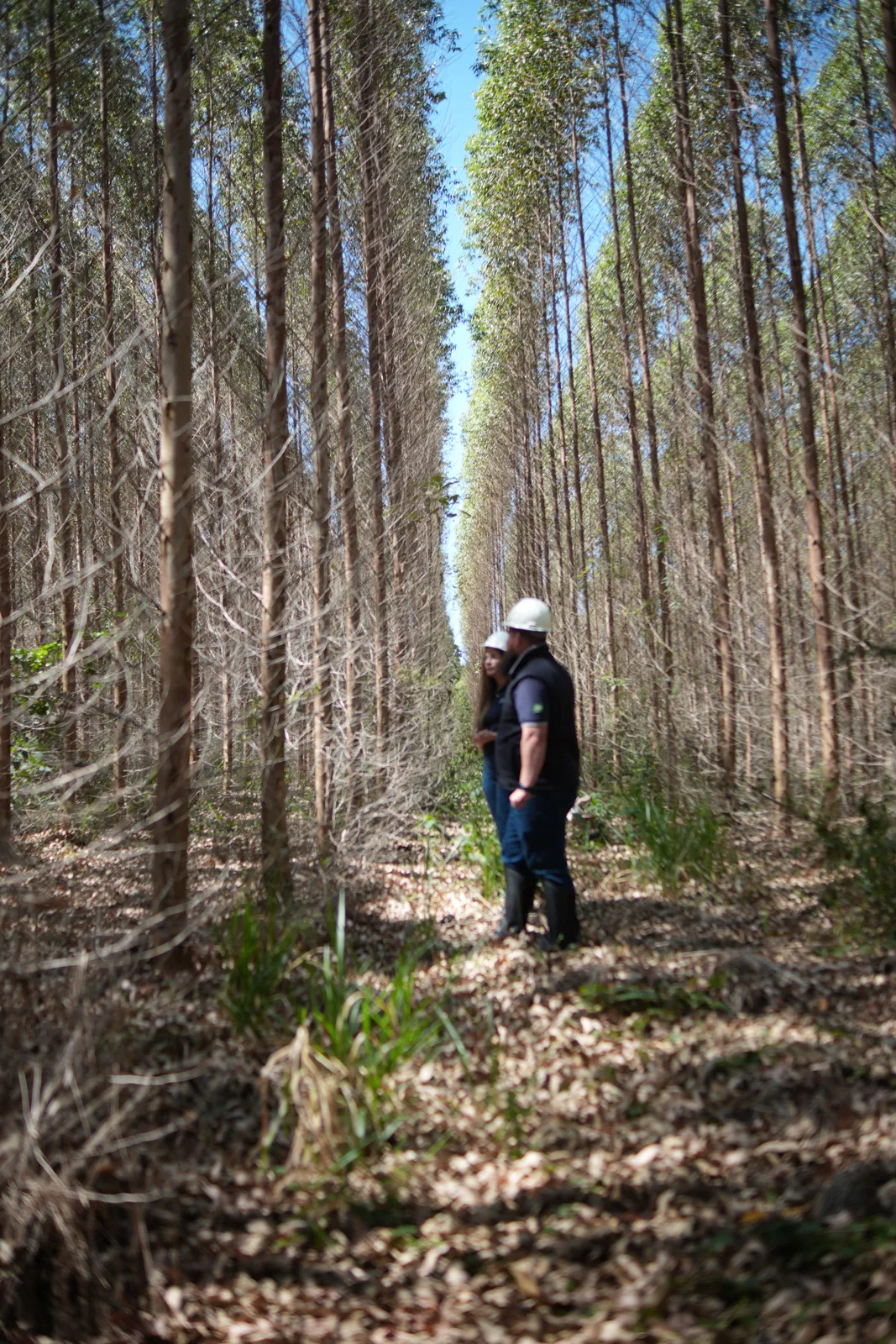 Acompanhamento da floresta pela equipe da CF Wood